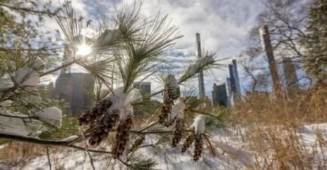 Pine Trees Winter Care Tips