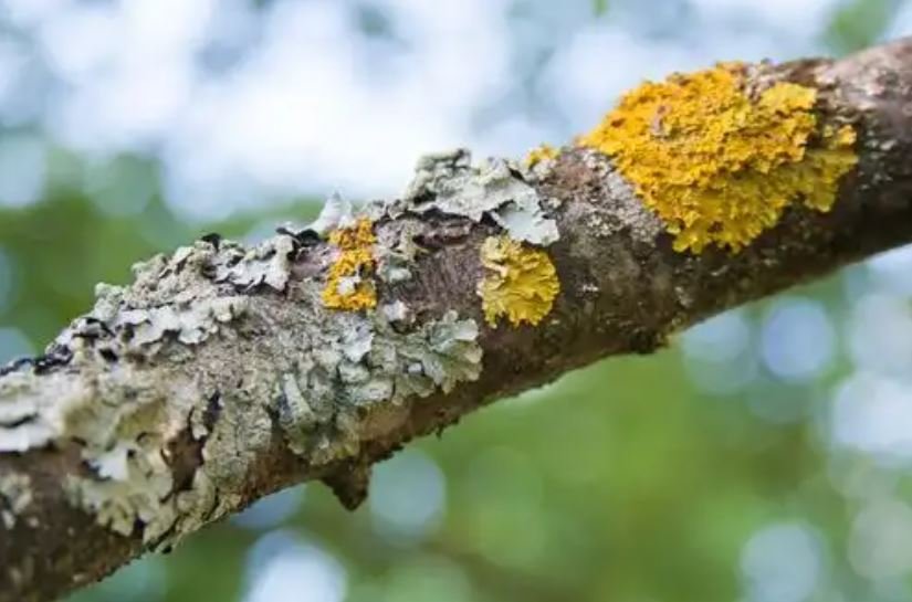 Is Lichen on Trees Harmful?