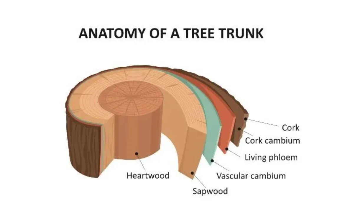 What are the 7 Parts of a Tree?