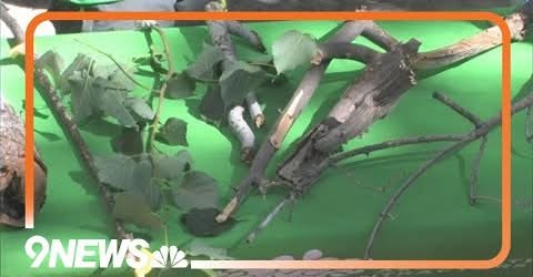 What to Do in Pruning Season