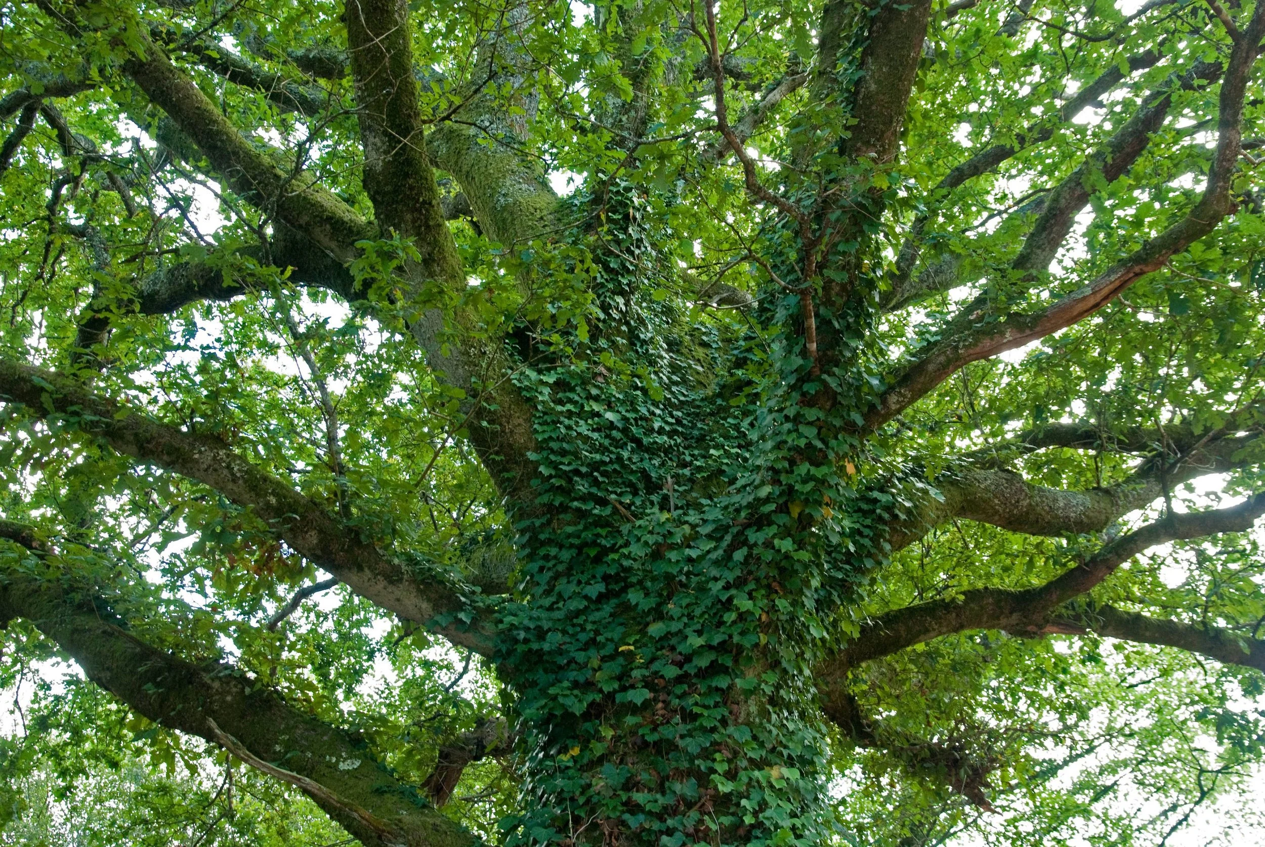 Ivy on Trees is a Concern