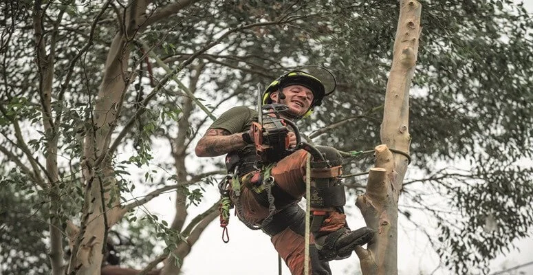 Growing fast, staying grounded – business tips from All About Arboriculture