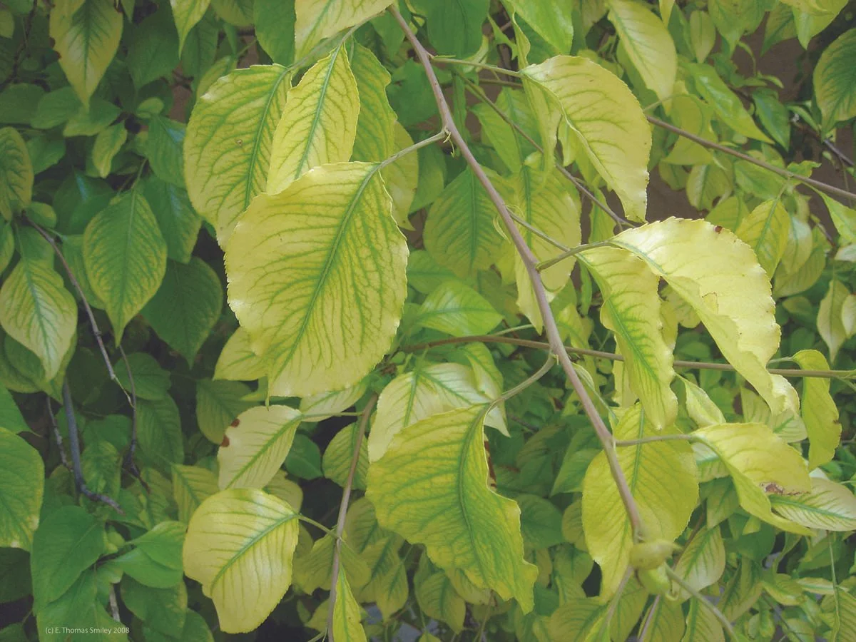 Iron Deficiency in Trees and Shrubs