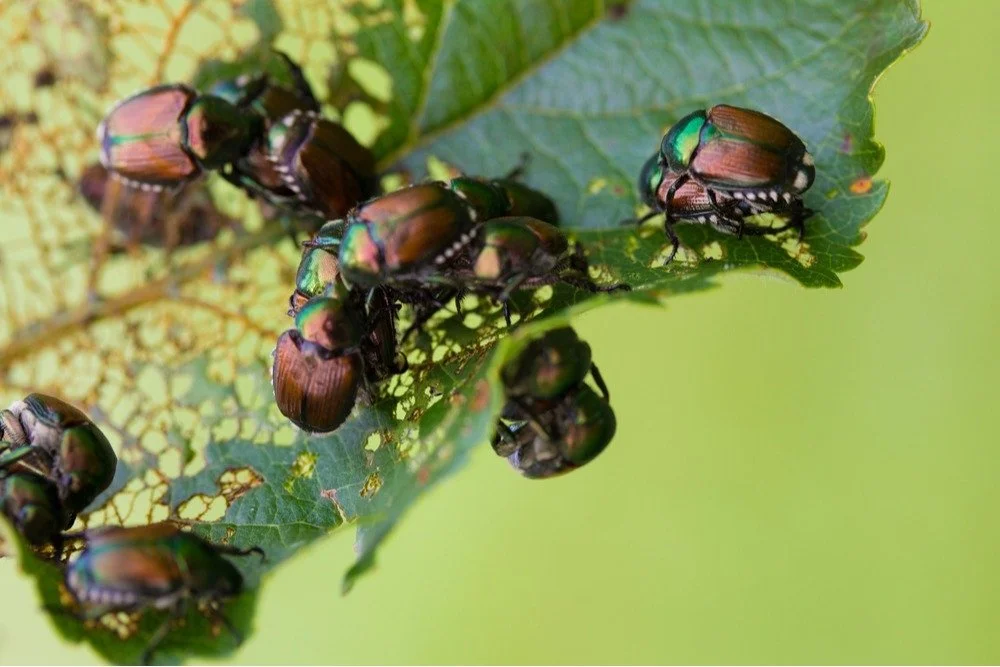 Don’t Trap Trouble: Skip the Beetle Baskets and Nets