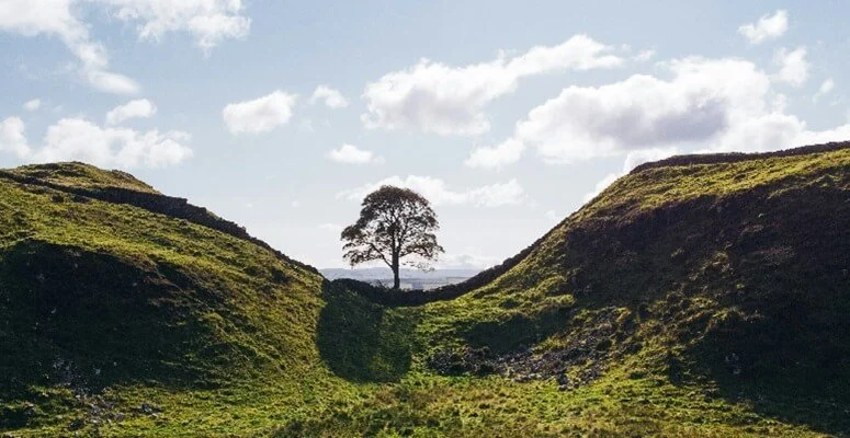 The Felling of the Sycamore Gap Tree: Justice and Emotion