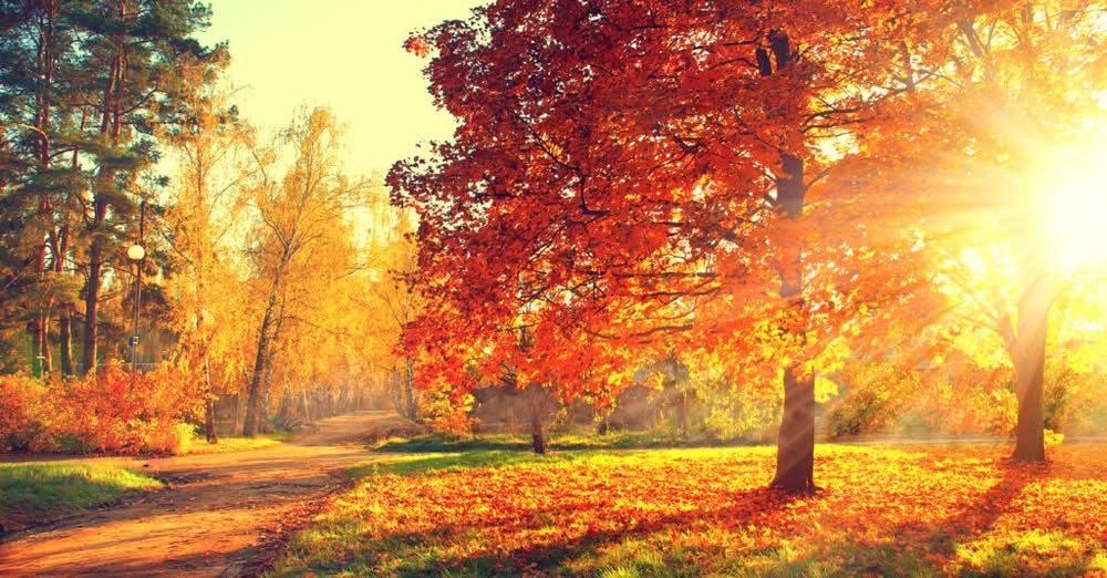 What Conditions Impact Autumn Color