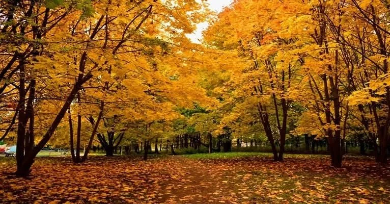 Council uses AI to Identify Thousands of Diseased Ash Trees for Removal