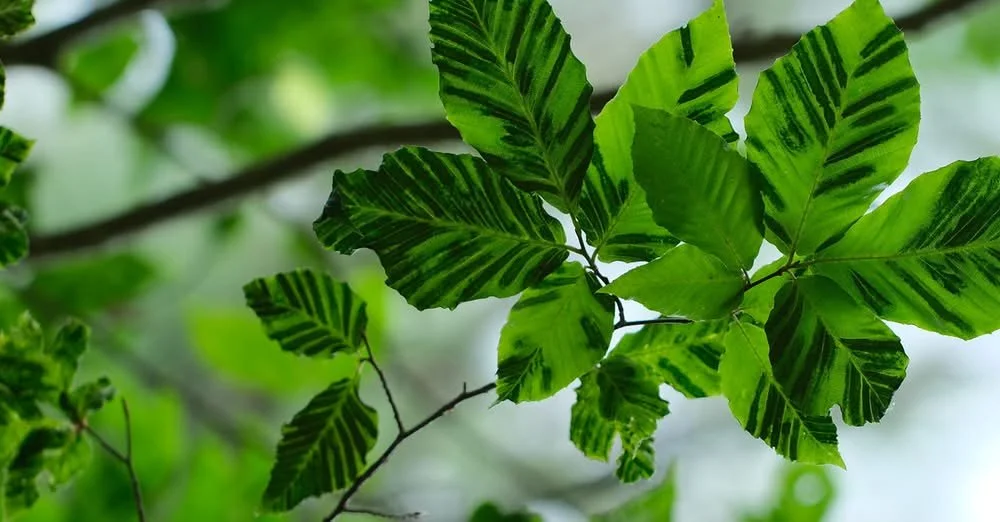 Beech leaf disease: new research studies forest level management