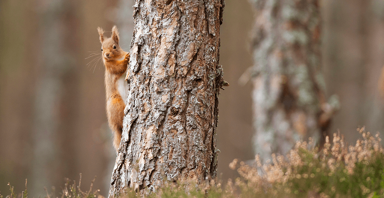 Trees for Life increases red squirrel population in Scotland&nbsp;