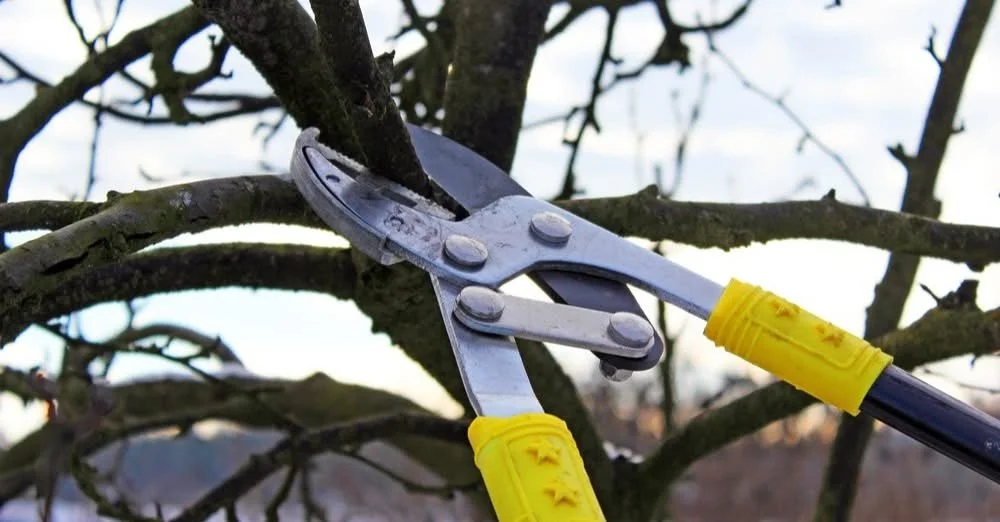 Why Winter Fruit Tree Pruning Is Essential for a Healthy Spring