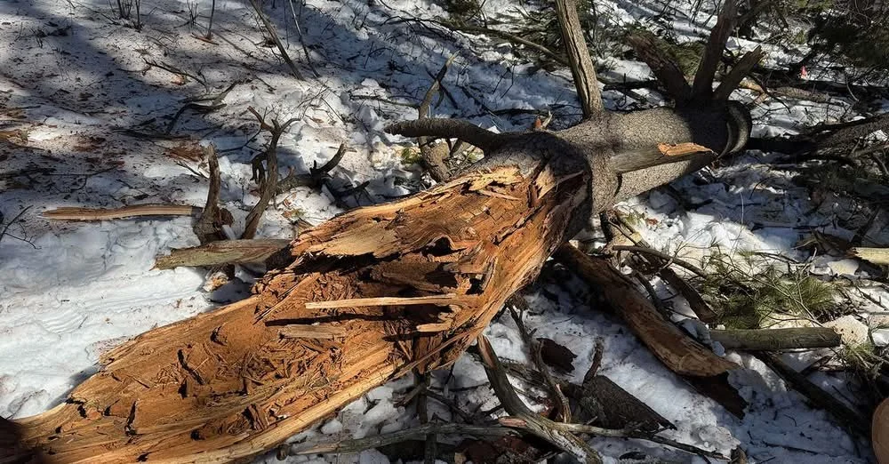 How Consistently Do Arborists Assess Likelihood of Stem Failure Due to Decay?