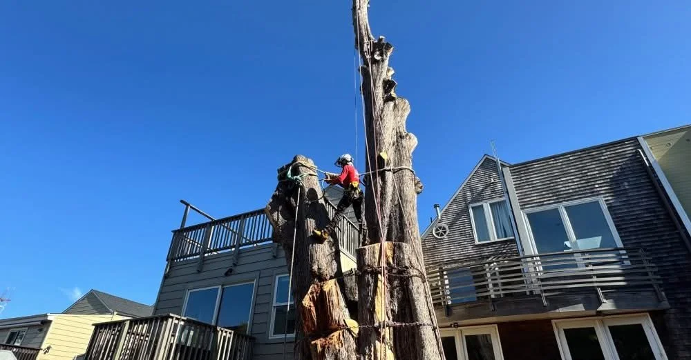 What to Do With a Dead Tree: Safe Removal or Smart Reuse?