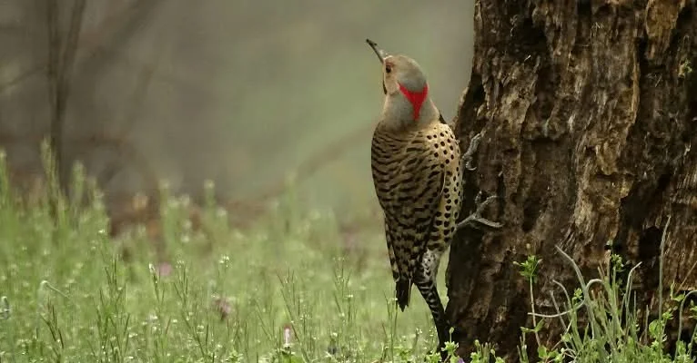 New book provides introduction to modern tree care