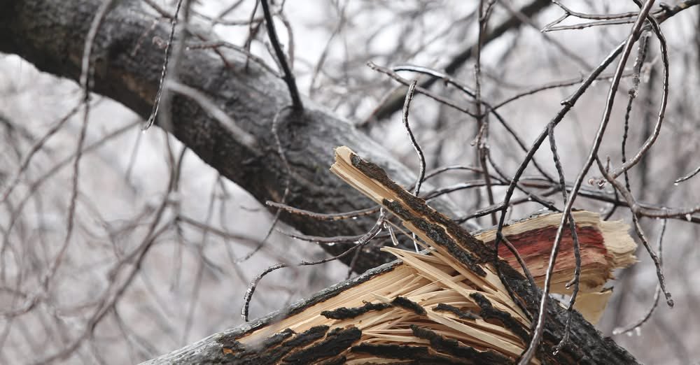 Storm damaged trees and shrubs