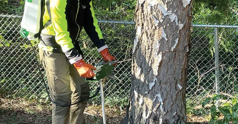 Tree Care Trends: The Shift to Diagnostic PHC
