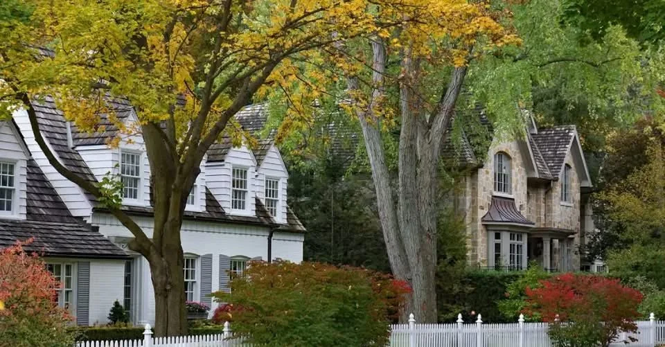 How Far Do Tree Roots Spread? A Guide to Root Systems &amp; Urban Health