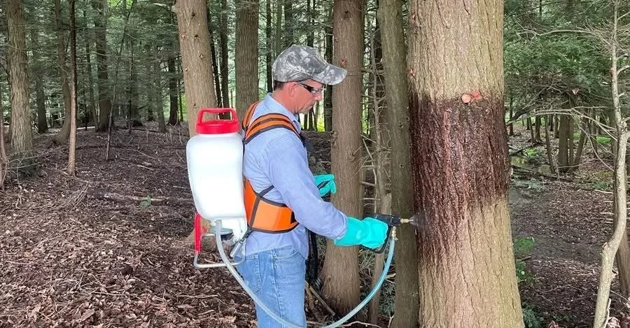 Tree Borer Treatment: How to Save and Protect Your Trees