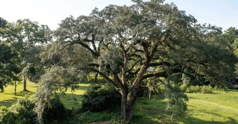 SavATree Arborists Rescue 300-Year-Old Revolutionary War "Witness Tree"