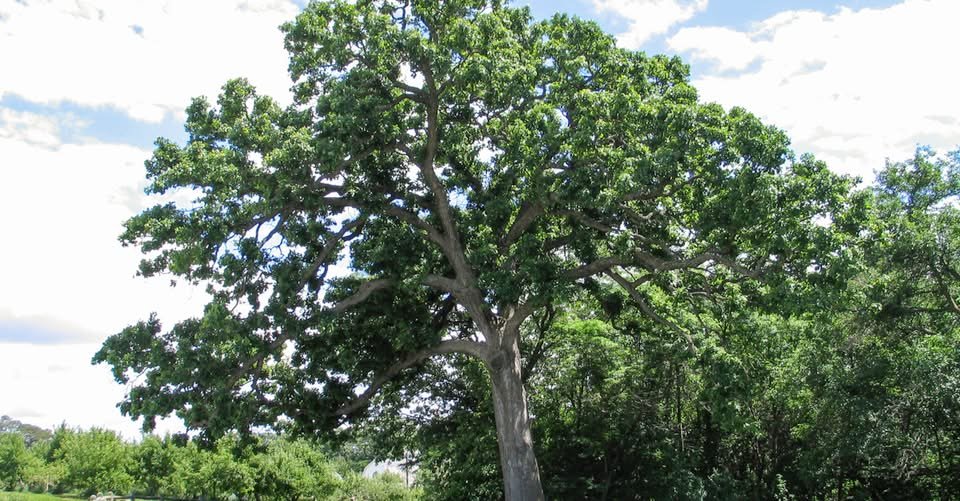 Minnesota Arborist Warns: Never Prune These Trees in August