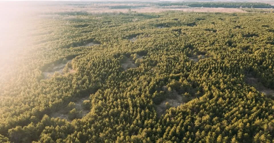 SavATree partners with the Arbor Day Foundation on For Every Tree