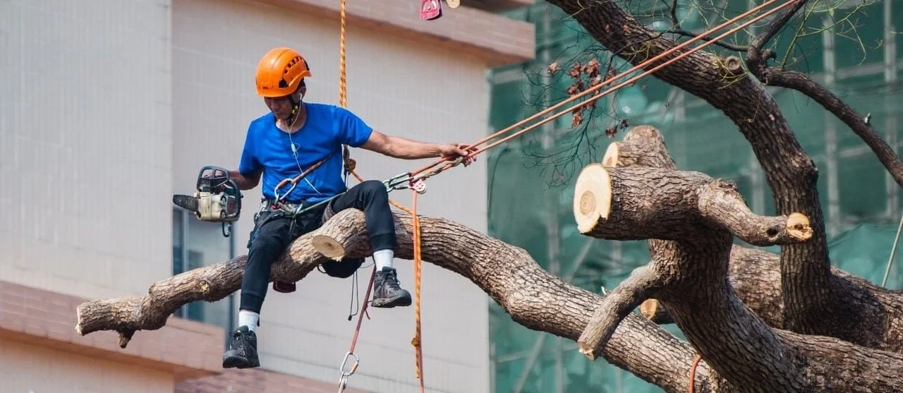 safe-tree-removal.jpg