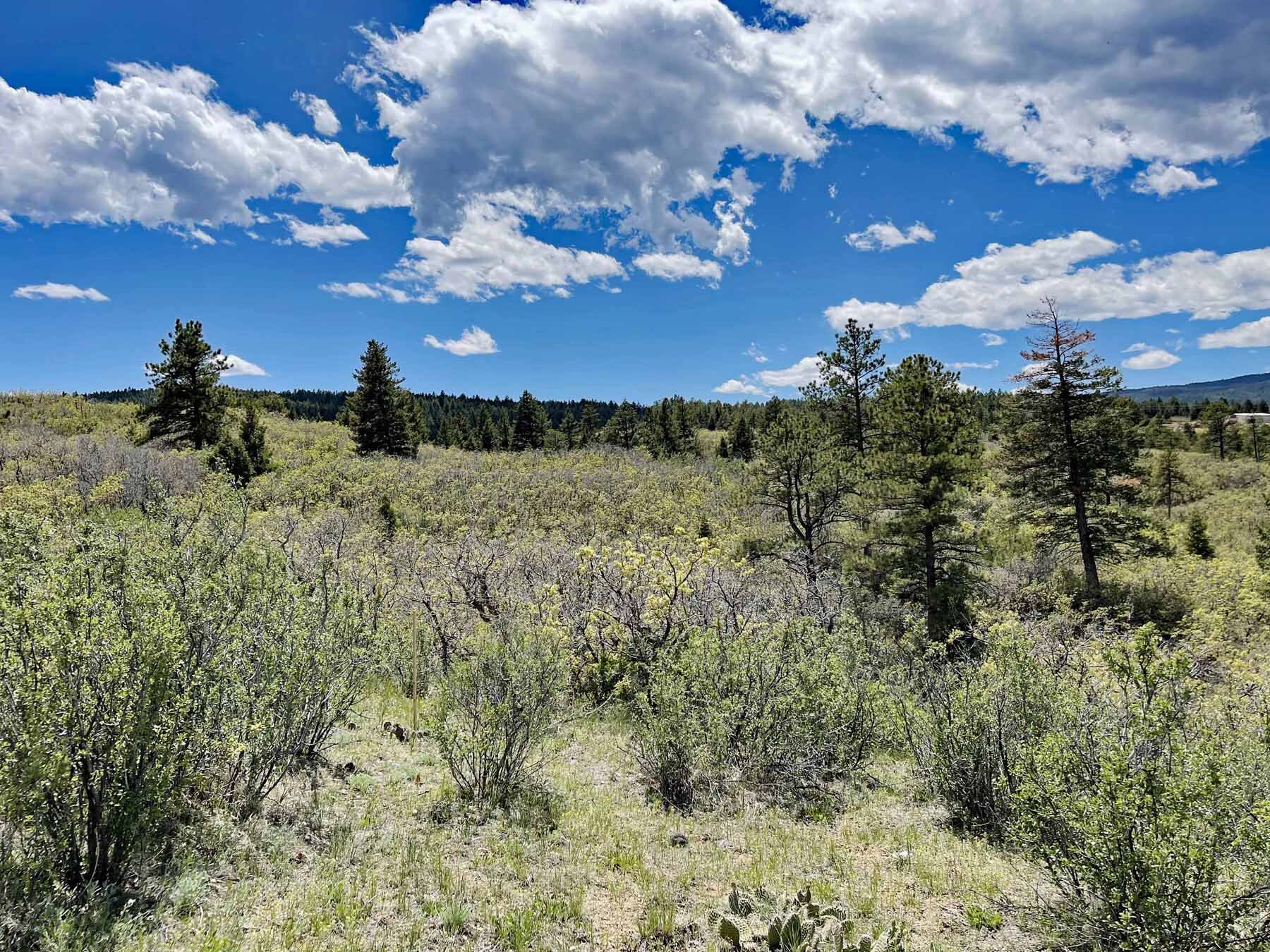 8 Land For Sale Sedalia Colorado Jackson Creek Douglas County.jpg