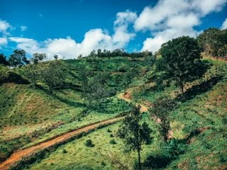 Hacienda Iluminada coffee tour 3 787 coffee.jpeg