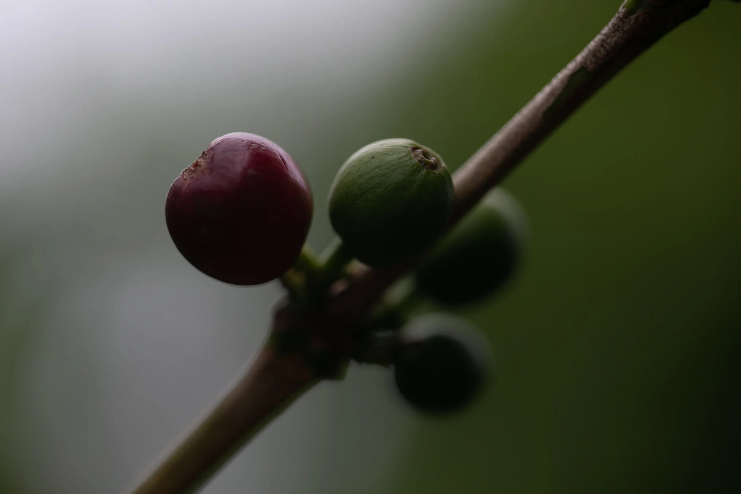 brandon ivan photography-11.jpeg