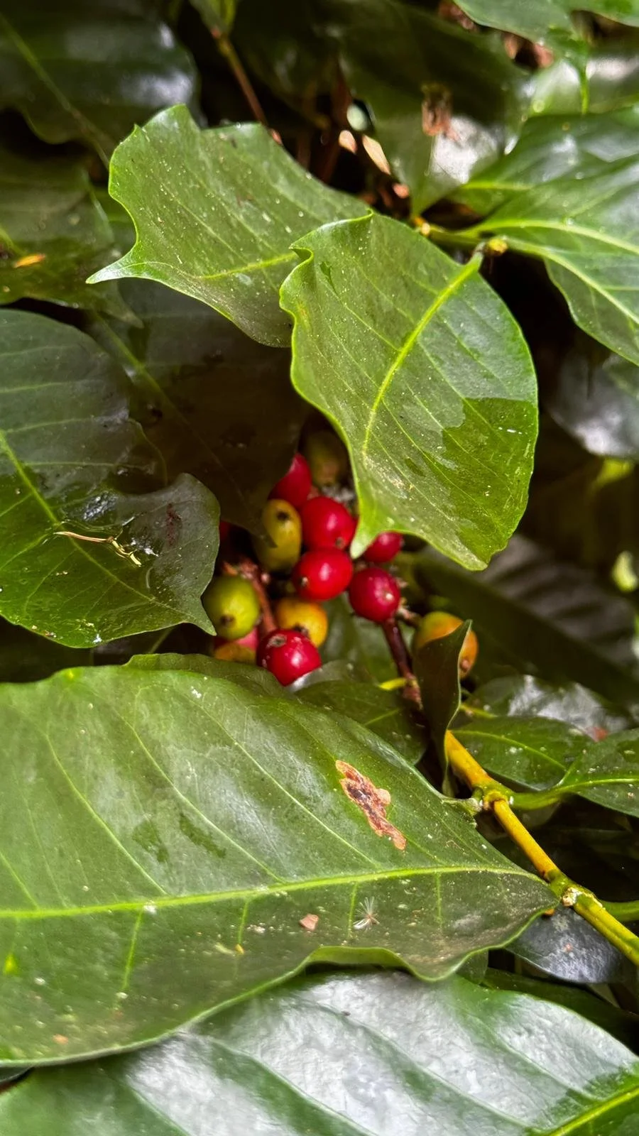 coffee tree.jpg
