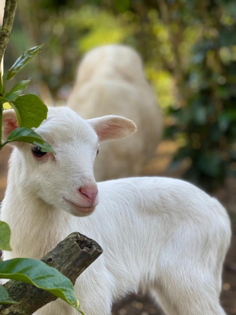 farm animals .jpg