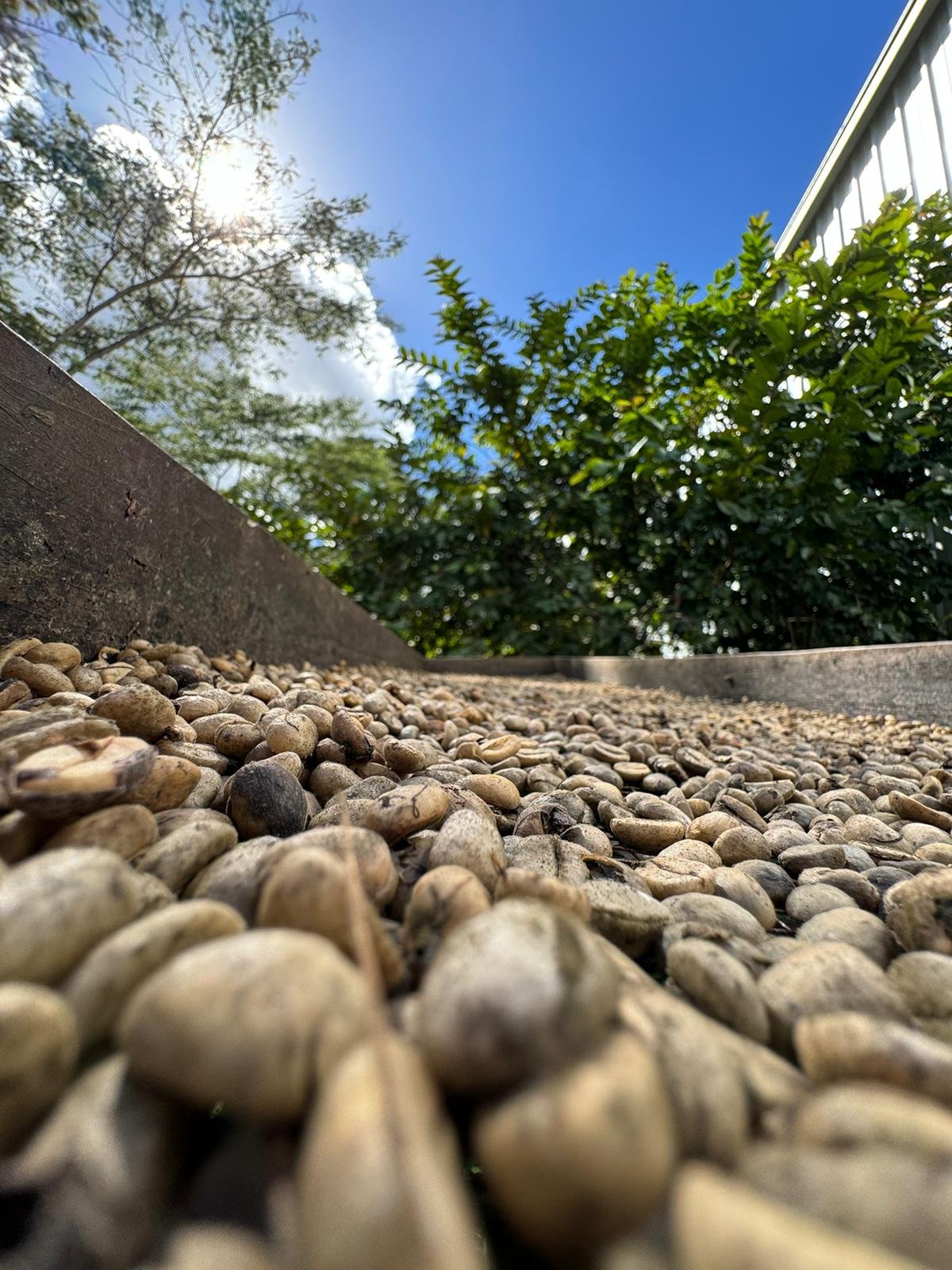 finca de cafe 787.jpg