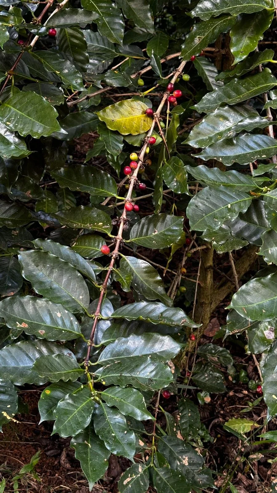 planta de cafe.jpg
