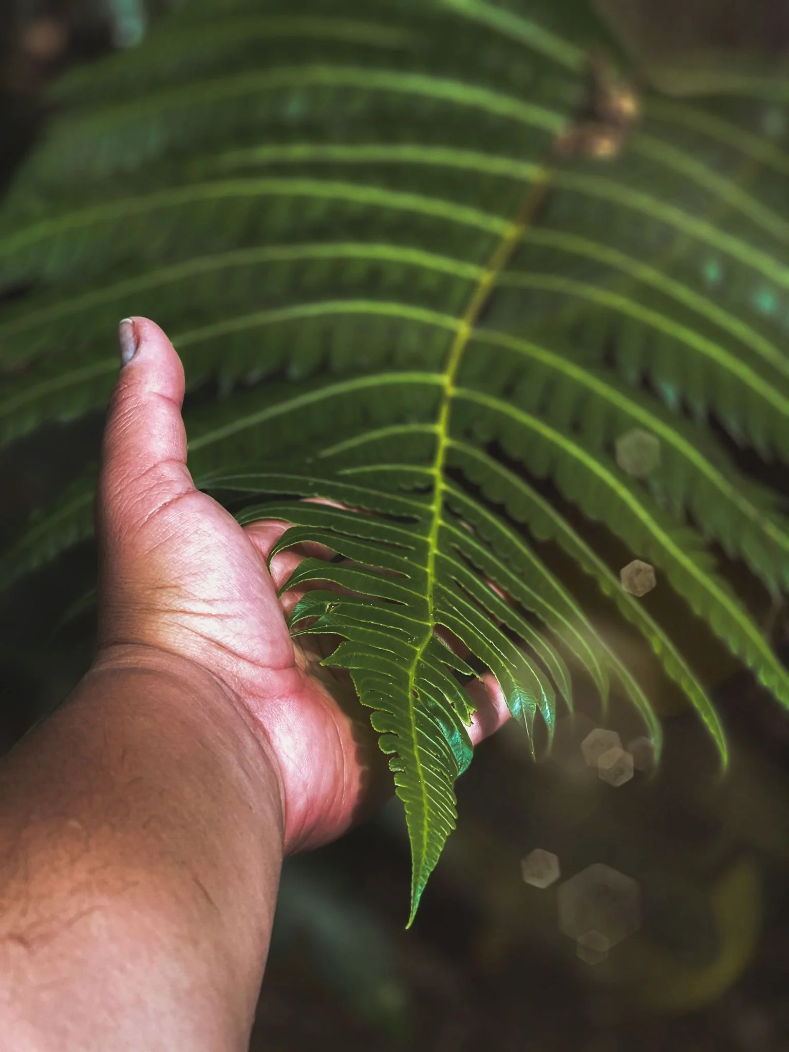 maricao puerto rico coffee farm.jpg