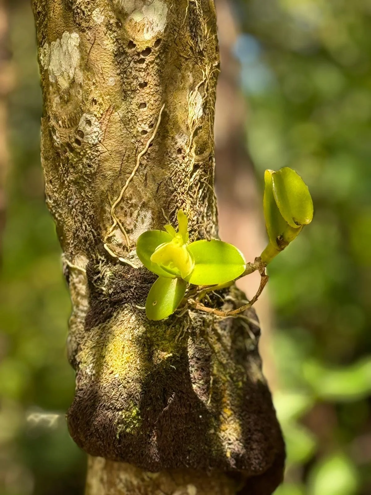 coffee tree.jpg