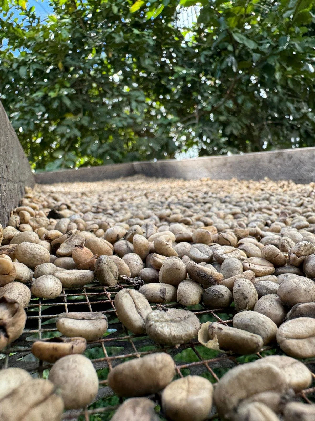 coffee beans pr.jpg