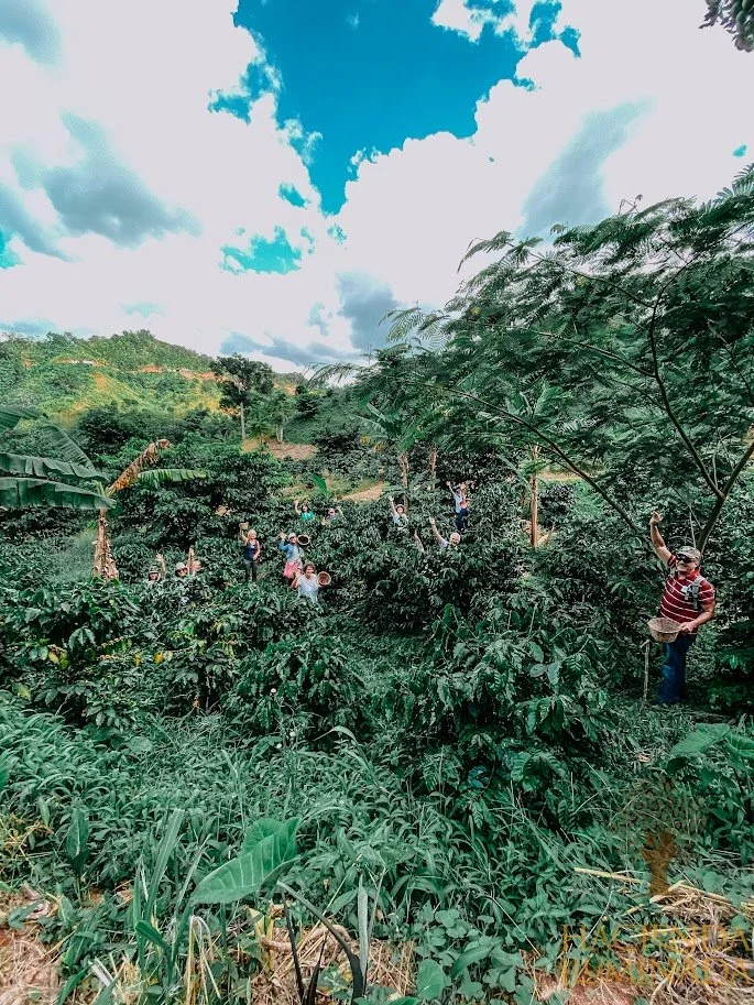 nature coffee.jpg