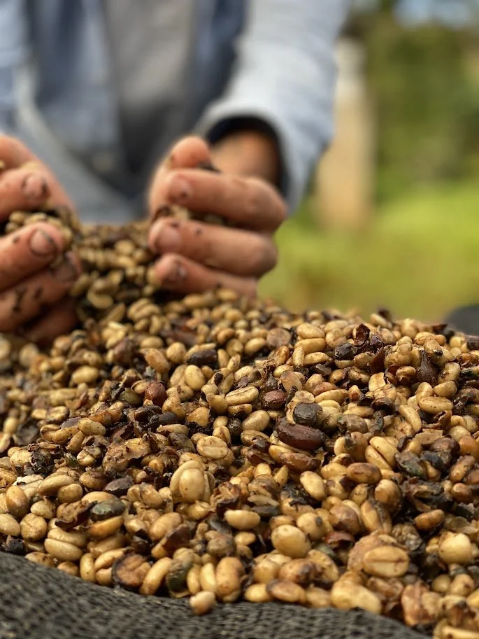 journey of coffee.jpeg