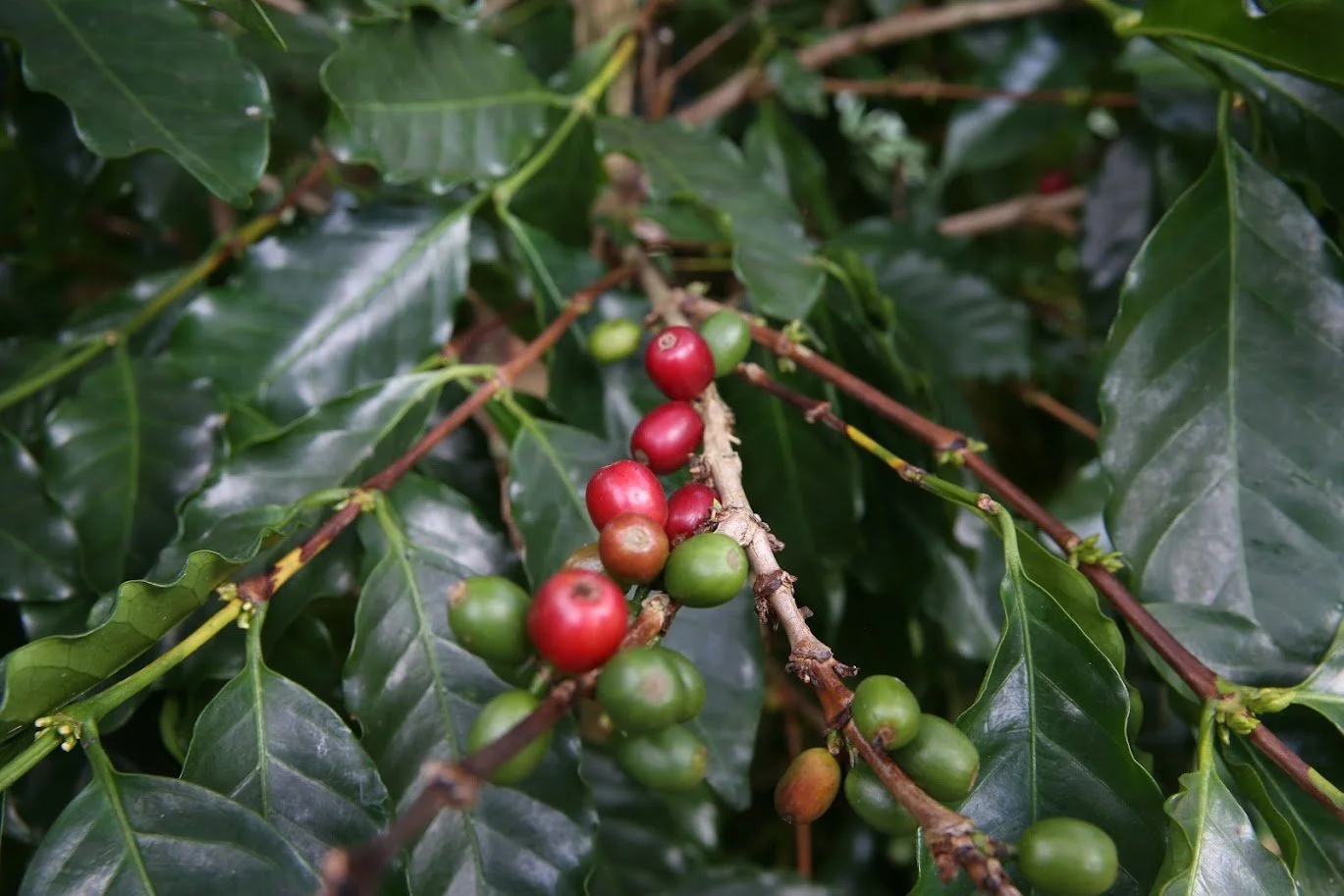 Hacienda ccoffee.jpg