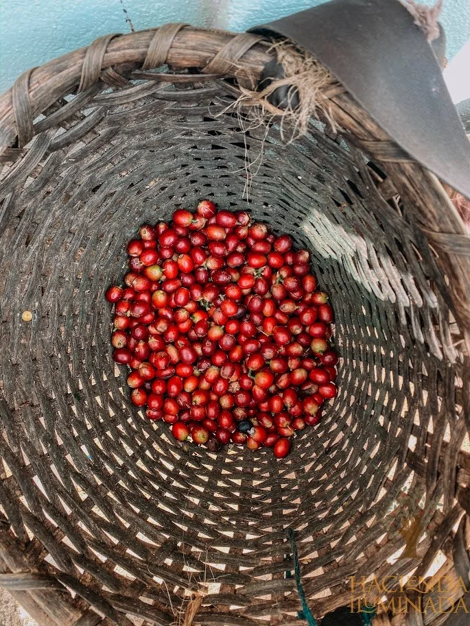 coffee cherries.jpg
