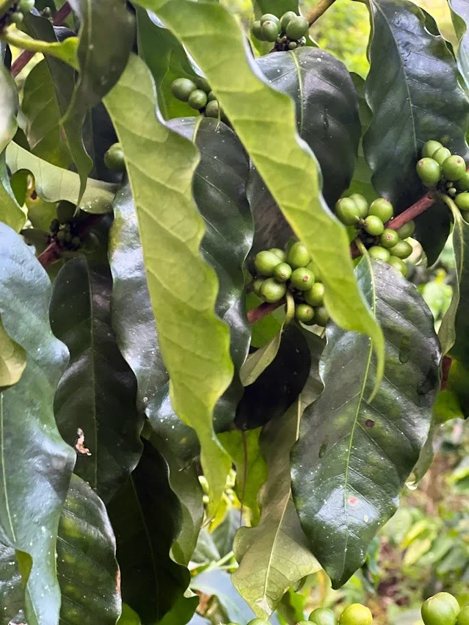beans.jpg