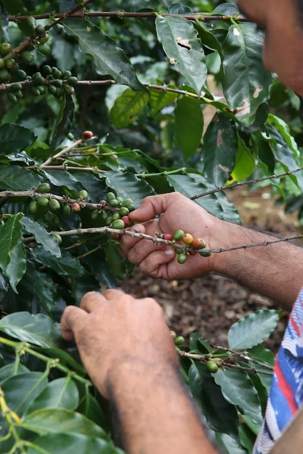 coffee production.jpg