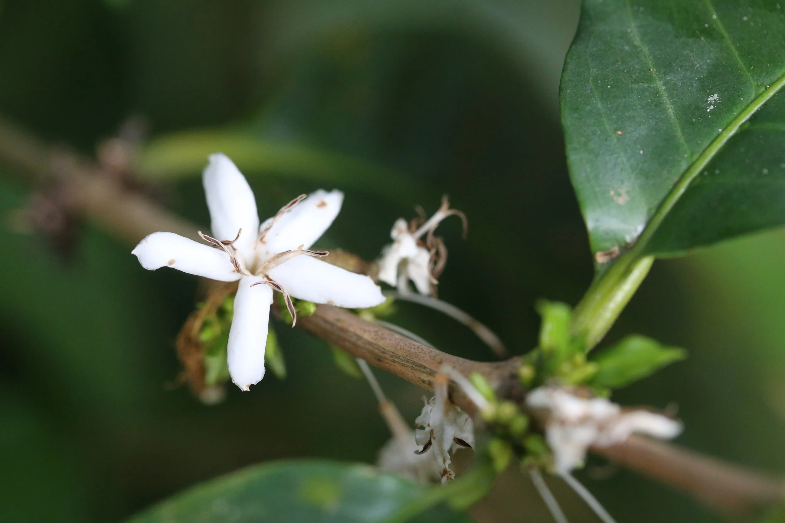flowering season at hacienda iluminada.JPG