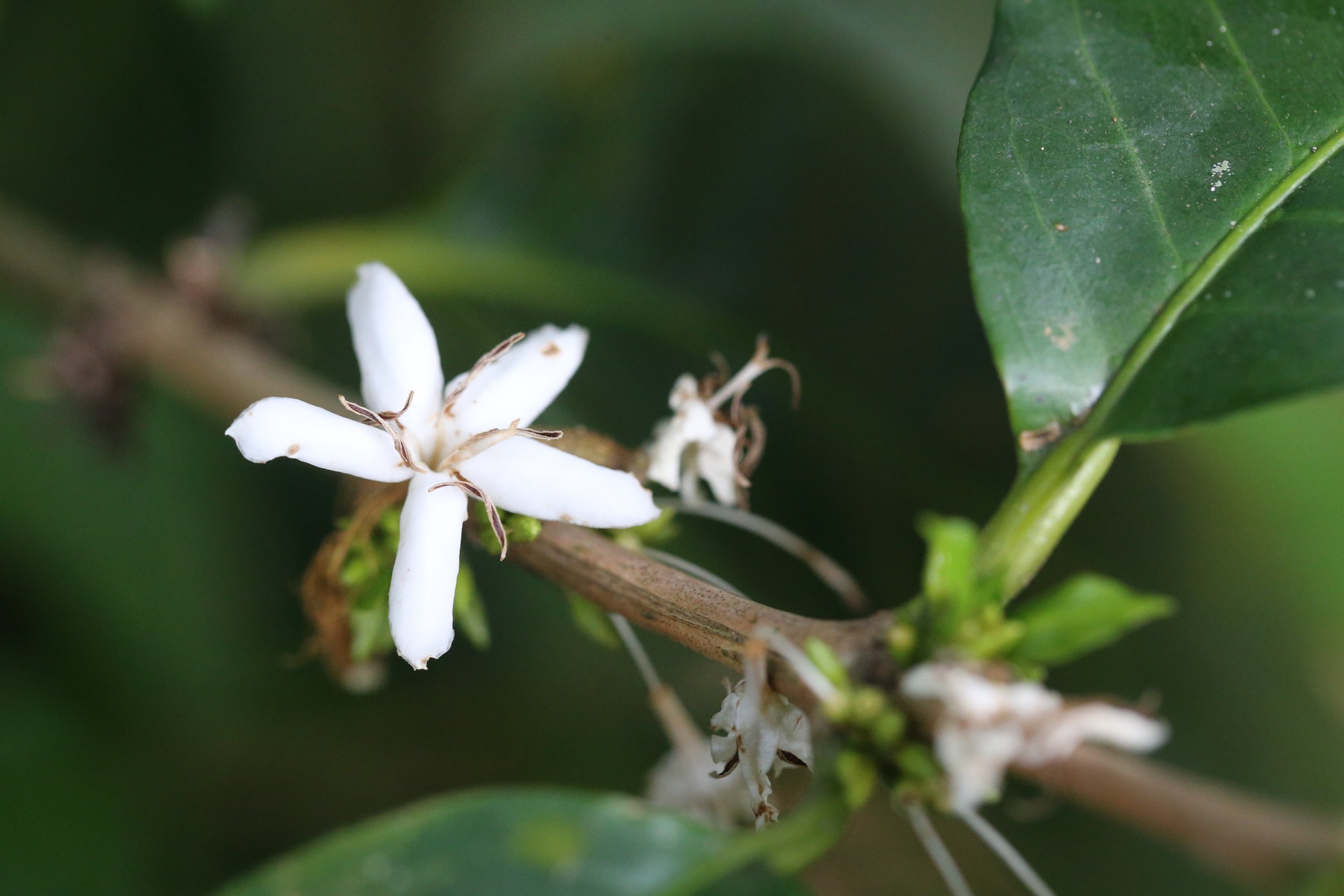 flowering season at hacienda iluminada.JPG