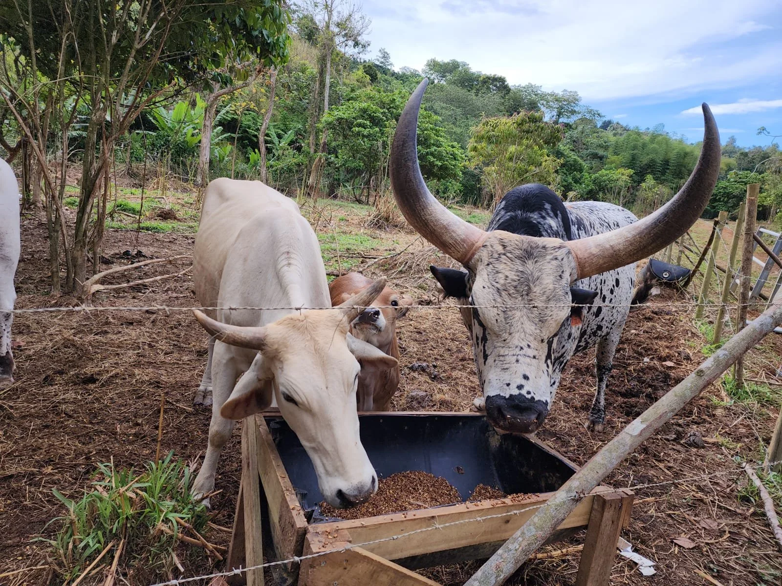 Traditional oxen at Hacienda Iluminada coffee farm in Puerto Rico, offering visitors an authentic coffee tour experience that blends agriculture, culture, and nature