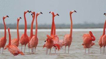 flamingo.gif