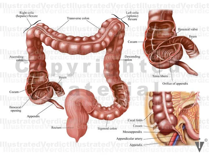 Stock Appendix: Normal Anatomy — Illustrated Verdict