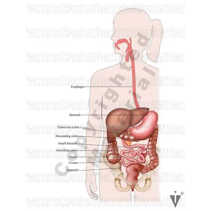 Stock Appendix: Normal Anatomy — Illustrated Verdict