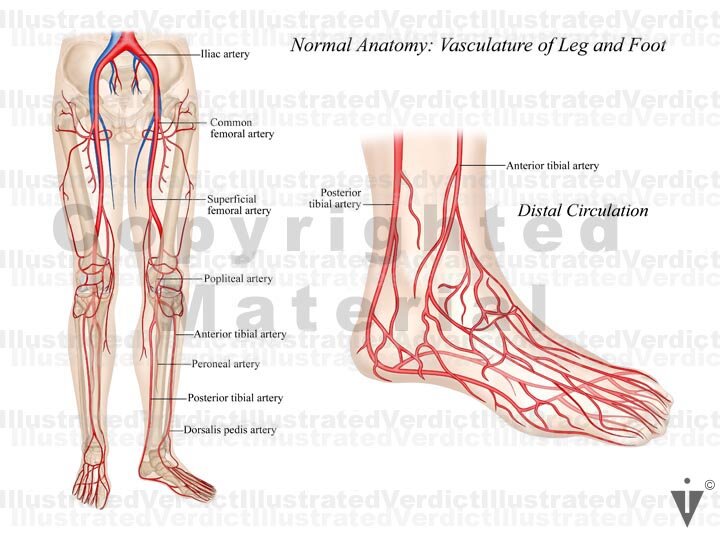 Stock Ankle: Normal Anatomy — Illustrated Verdict