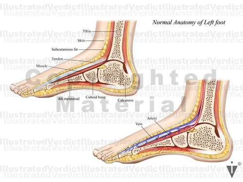 Stock Ankle: Normal Anatomy — Illustrated Verdict