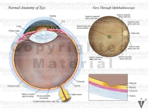 Normal Antrum Visual Stock Eye: Normal Anatomy — Illustrated Verdict